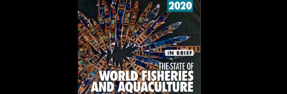 Sofia 2020: Produção de pescado chega a 179 milhões de t em 2018