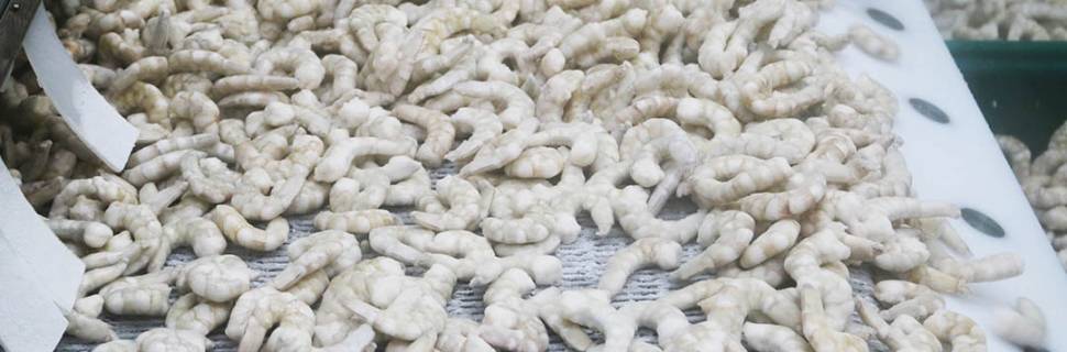 Equador tem contração na produção de camarão e exportação à China cai