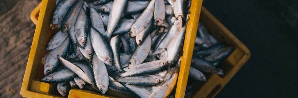 Produção mundial da pesca e aquicultura reduz 0,6% em 2019 ante 2018