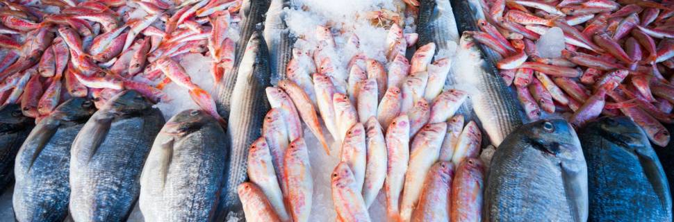 Quais os tipos de certificações de pescado no Brasil?