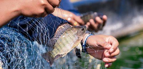 Piscicultura fecha 2025 mais forte e projeta avanços em 2026 Piscicultura fecha 2025 mais forte e projeta avanços em 2026