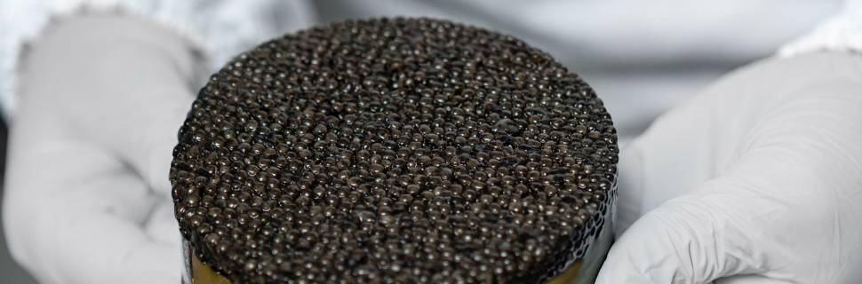 Nordsee traz ao Brasil o caviar da Kenoz