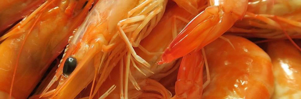 Com mancha branca, China barra camarão equatoriano