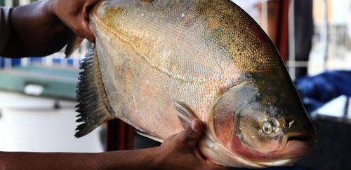 Criação de peixes nativos registra queda pelo terceiro ano seguido Criação de peixes nativos registra queda pelo terceiro ano seguido
