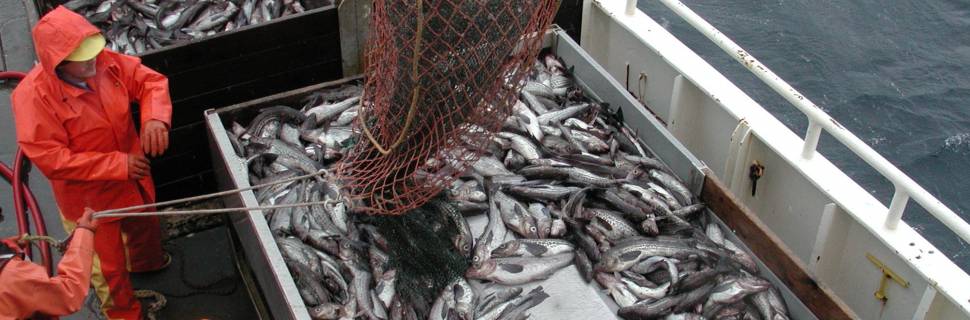 Estudo indica melhora média dos estoques pesqueiros no mundo 