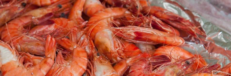 Novo RTIQ automático de camarão e lagosta pode reduzir fila de espera 