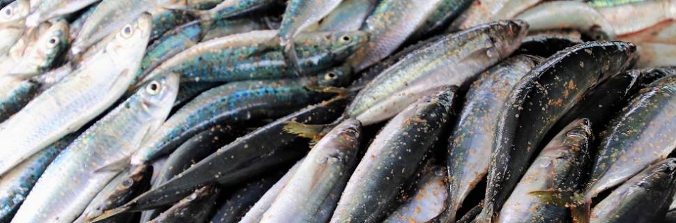 Pesca de sardinha mais restrita no Brasil e em Portugal