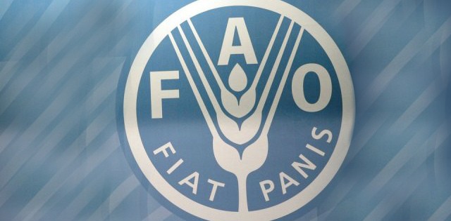 FAO lança novos dados sobre o mundo pesqueiro