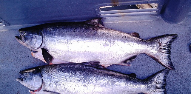 As vantagens do salmão 