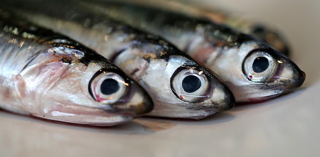 Volume de filé de peixe importado sobe 27%, mas preço da tonelada cai