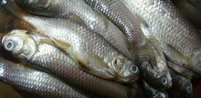 SOS Mata Atlântica: sardinha pode entrar em extinção, em breve