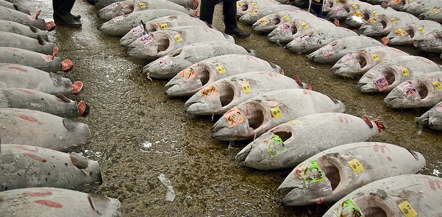 Países do Pacífico vão reduzir a pesca do atum