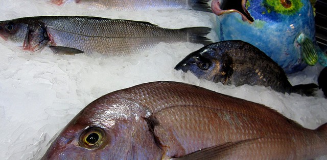 Importações de pescados provenientes de países da UE diminuem