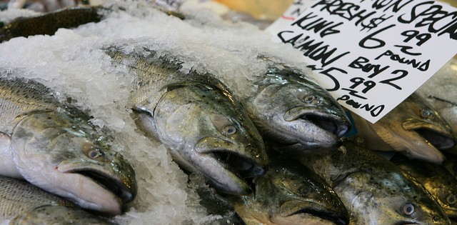 Pesca de salmão no Alasca bate recorde 