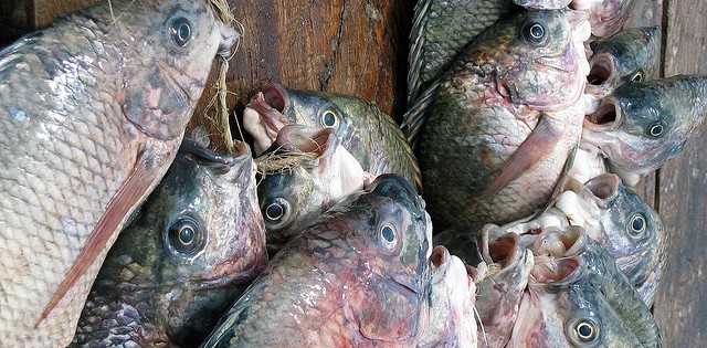 Anuário PeixeBR: tilápia foi responsável por 55,4% da produção total de peixes cultivados no Brasil em 2018