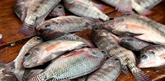 Especialista projeta Brasil como o maior produtor de pescado do mundo em cinco anos