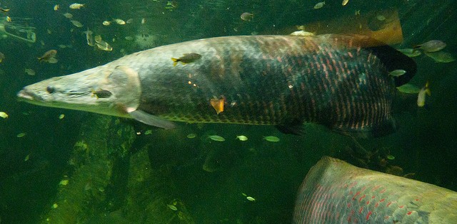 Nova espécie de Pirarucu é descoberta; AM projeta peixe como “bacalhau brasileiro”