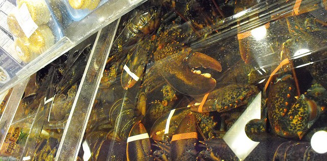 Clearwater consegue licença para exportar lagosta viva para o Brasil 