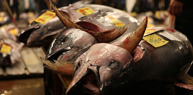 Indústria do atum enfrenta problemas no Pacífico, diz Greenpeace
