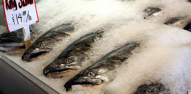 Empresas e organizações se manifestam contrárias ao salmão transgênico