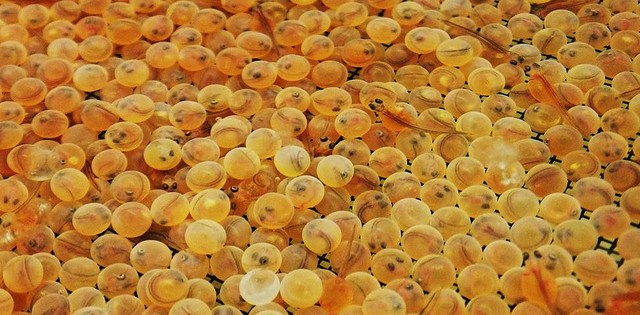 Ovas de truta podem substituir caviar tradicional