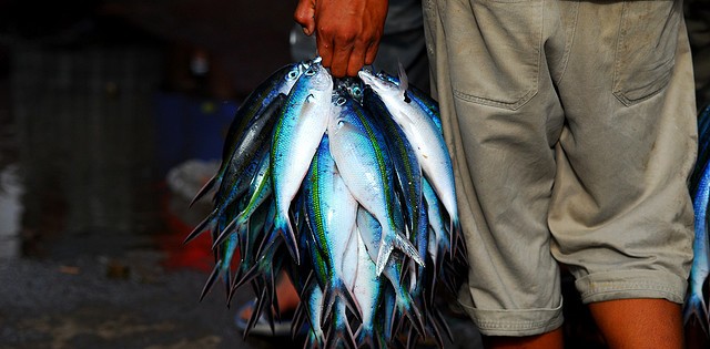 Pará volta a ser o maior produtor de pescado do Brasil com quase 671 mil toneladas em 2013