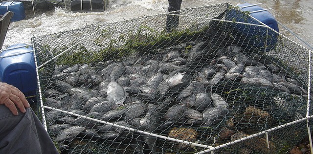 Minas Gerais deve dobrar a produção de pescado até 2017