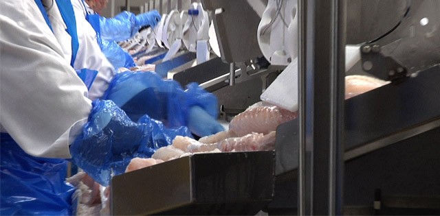 Tecnologia norueguesa pode revolucionar indústria de peixe branco