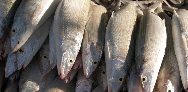 Produção de pescado nacional cresce mais de 60%