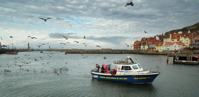 Santa Catarina é o maior produtor de pescado de origem marinha do país, diz pesquisa