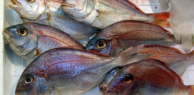 Pescado se sobressai à Semana Santa! Brasil já importa mais peixes do que trigo