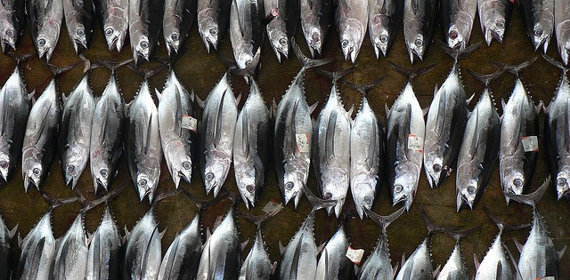 Estatal de Moçambique quer entrar no mercado mundial de atum