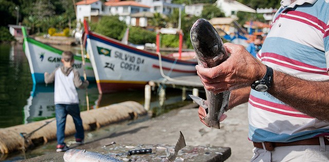 Justiça recusa suspensão da pesca da tainha