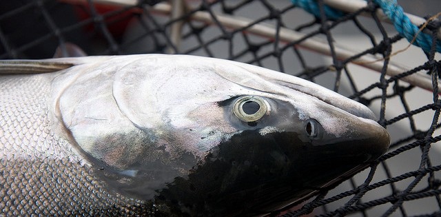 Exportações de salmão do Chile sobem 39% em maio
