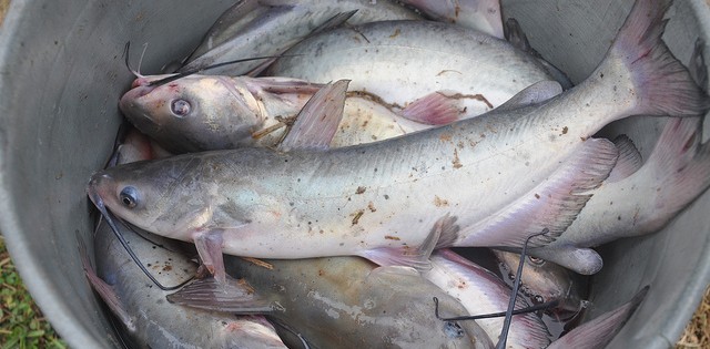 Sobrepesca, poluição e mudanças climáticas são ameaças atuais do oceano, diz FAO