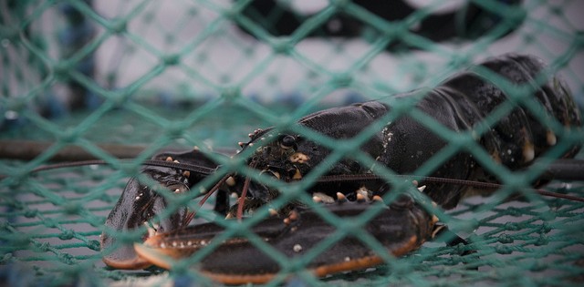 Pesca ilegal prejudica vendas de lagosta; fiscalização falha