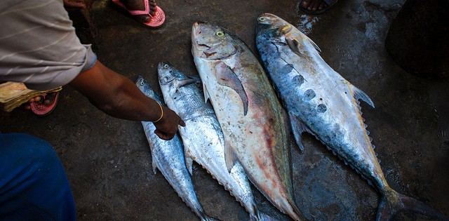 Produção de pescado do Acre pode chegar a 20 mil toneladas