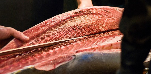 Japão pretende cortar 50% da pesca de atum