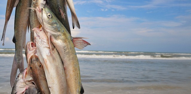 Preço de pescado no Pará salta 800% nas últimas décadas
