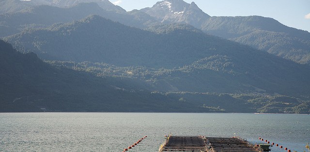 Reduzir FCR se torna desafio econômico e ambiental da indústria do salmão chilena