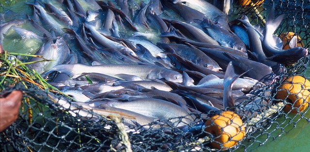 Mato Grosso pode se tornar maior produtor de pescado do país