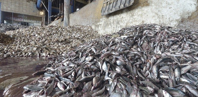 Nova lei: embalagens de pescado devem mudar em breve