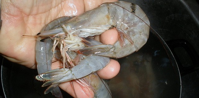 Mar ácido deve prejudicar camarão, diz pesquisa brasileira