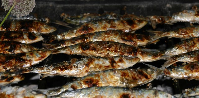 Novo defeso biológico paralisa indústria da sardinha em Portugal