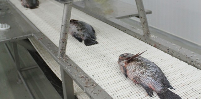 Pescado vai pautar feiras de processamento entre 2014 e 2015