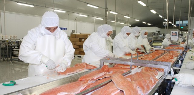 Fatores internos e externos maculam salmonicultura chilena, que assiste a concentração de empresas