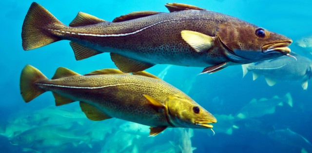 Capturas de cod no mar de Barents caem; preço do bacalhau pode subir
