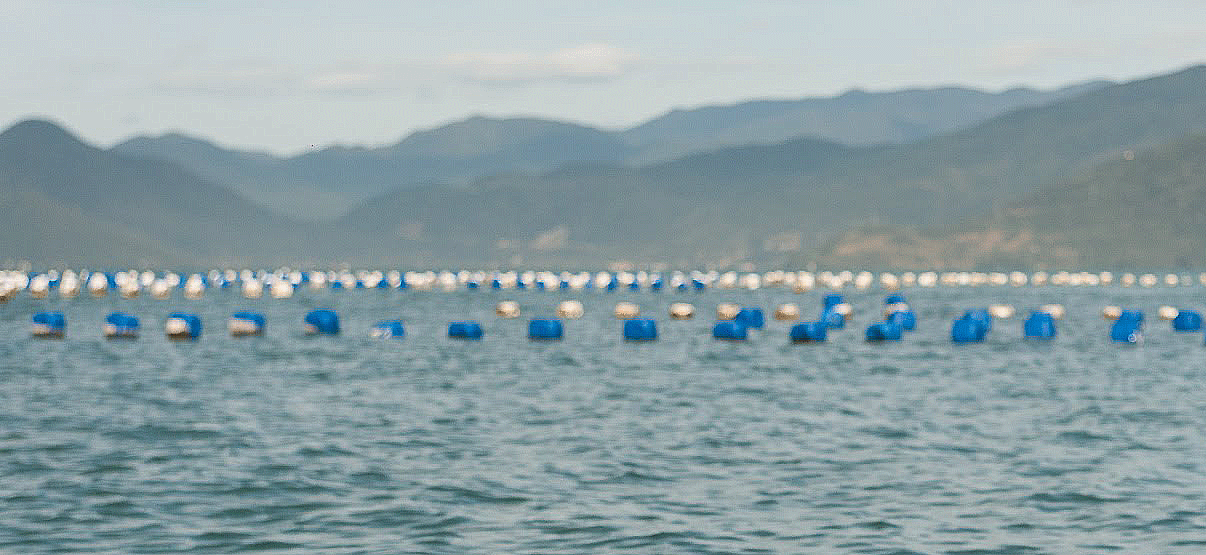Coluna da Qualidade | O que aconteceu com os moluscos em Santa Catarina?