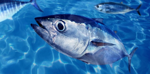 Renúncia coletiva de comitê de atuns expõe descaso federal com os estoques pesqueiros