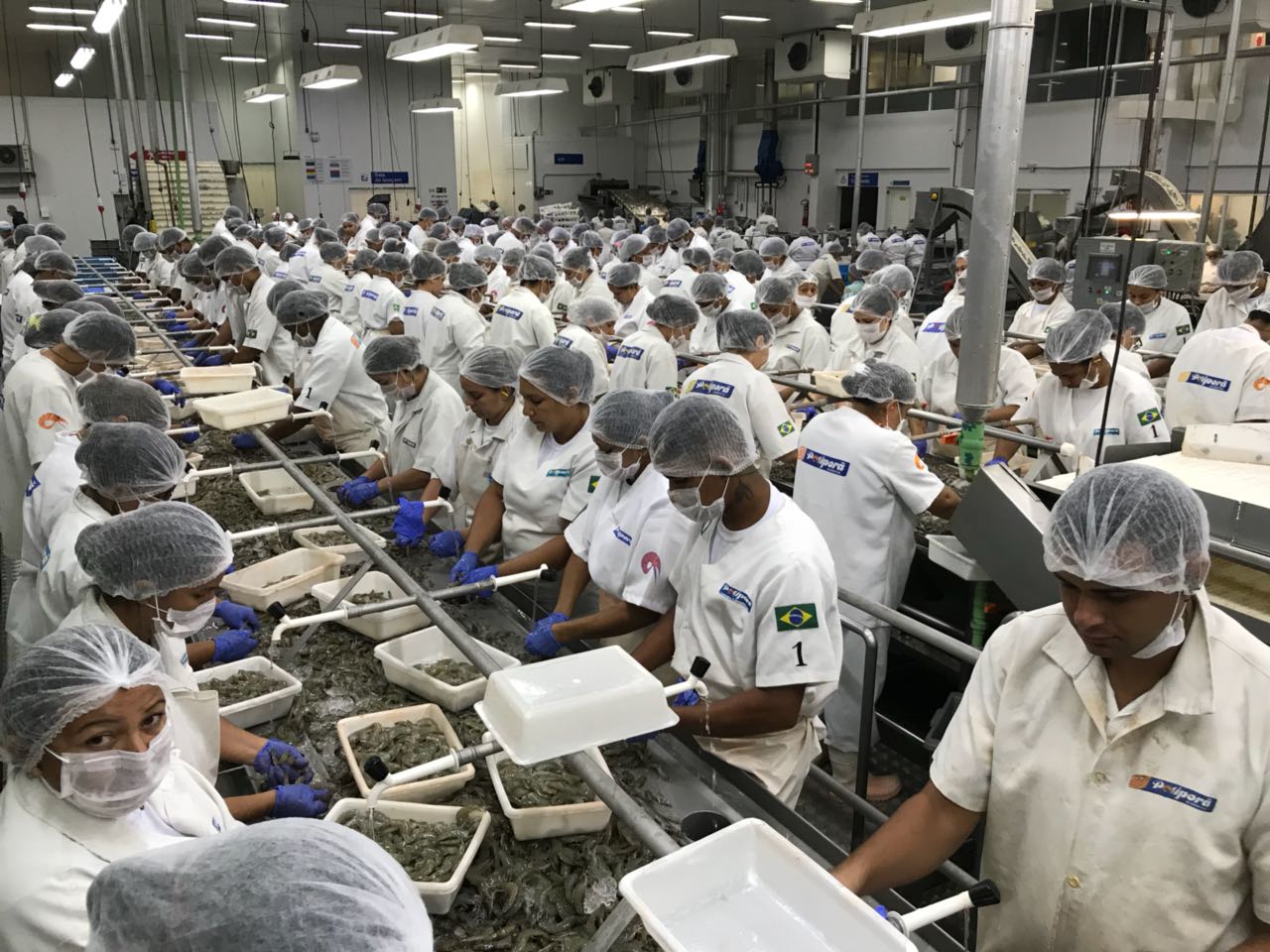 Com preços mundiais em queda, camarão também cai no Brasil mas encontra mercado ressabiado